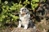 BERGER AUSTRALIEN PUPPIES 152